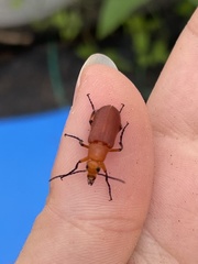 Nemognatha piazata