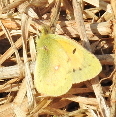 Colias electo electo