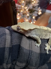 Correlophus