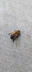 Apis mellifera