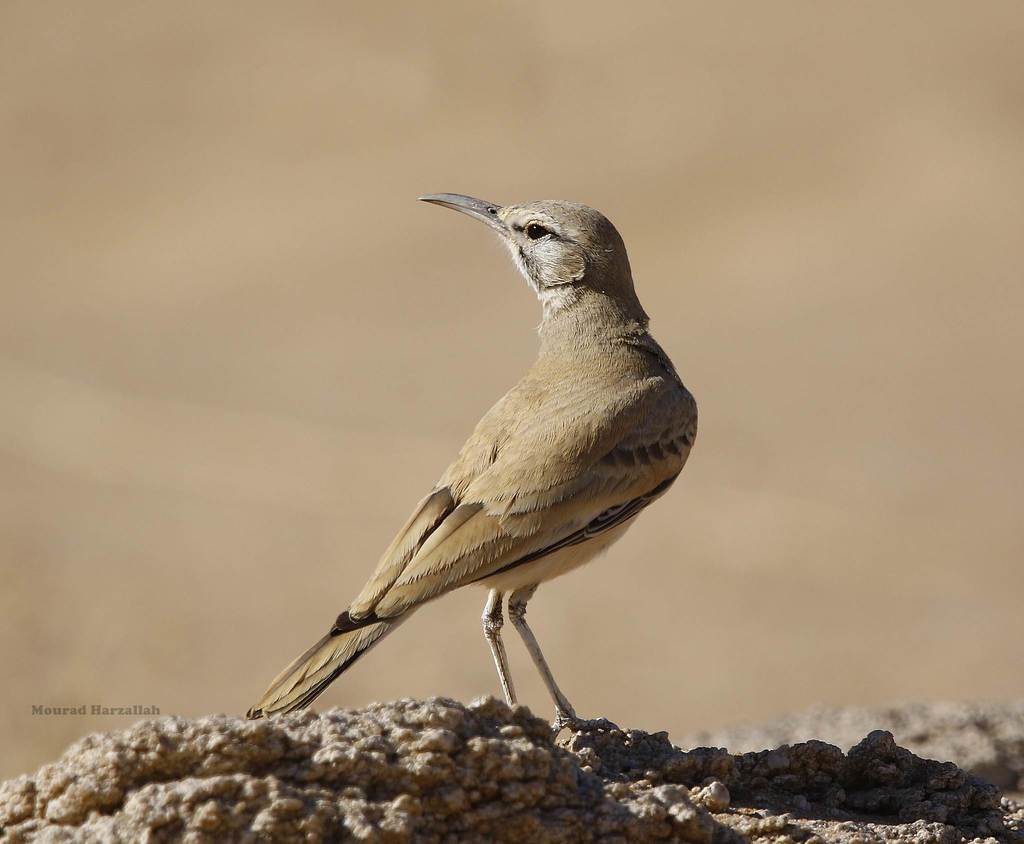Greater Hoopoe-Lark