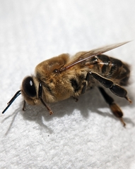 Apis mellifera