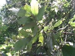 Quercus germana