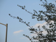 Vachellia rigidula