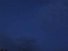 Chiroptera