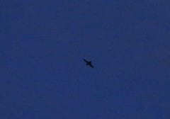 Chiroptera