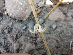 Misumenoides formosipes