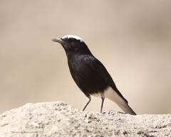 Oenanthe leucopyga