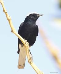 Oenanthe leucopyga