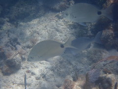 Diplodus caudimacula