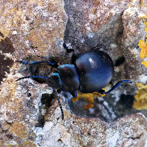 Timarcha nicaeensis