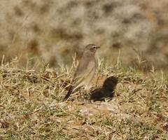 Oenanthe isabellina