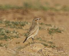 Oenanthe isabellina