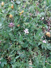 Erodium cicutarium