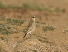 Oenanthe isabellina