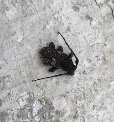 Aegomorphus circumflexus