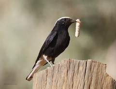 Oenanthe leucopyga