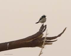 Oenanthe deserti