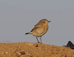 Oenanthe isabellina