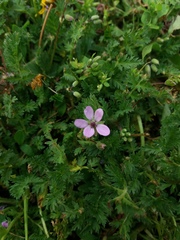 Erodium cicutarium