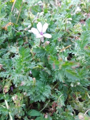 Erodium cicutarium
