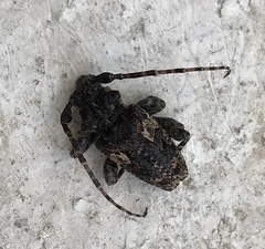 Aegomorphus circumflexus