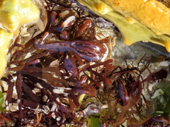 Sarcothalia scutellata