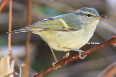 Phylloscopus pulcher