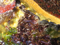 Sarcothalia scutellata