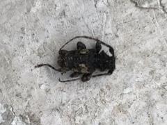 Aegomorphus circumflexus