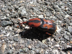 Rhynchophorus cruentatus image