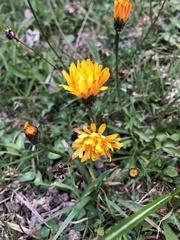 Crepis aurea