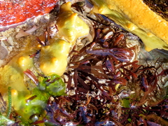 Sarcothalia scutellata