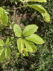 Ampelocissus obtusata kirkiana