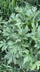 Leonurus quinquelobatus