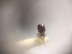Trichomyrmex glaber