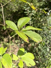 Ampelocissus obtusata kirkiana