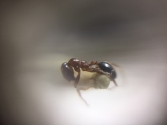 Trichomyrmex glaber