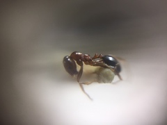 Trichomyrmex glaber