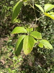 Ampelocissus obtusata kirkiana