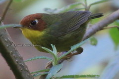 Cettia castaneocoronata