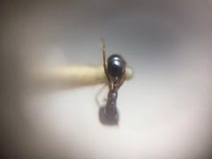 Trichomyrmex glaber