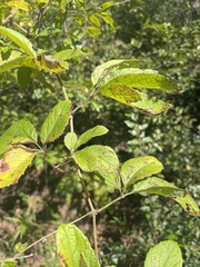 Ampelocissus obtusata kirkiana