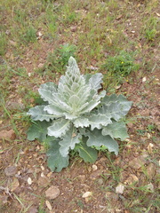 Verbascum boerhavii