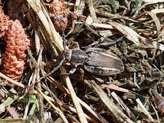 Neodorcadion bilineatum