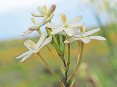 Ixia paniculata