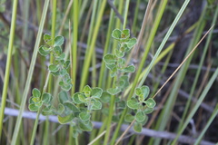 Baccharis rhomboidalis
