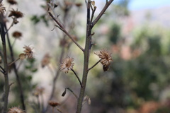 Baccharis rhomboidalis