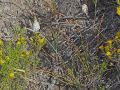 Bulbinella trinervis