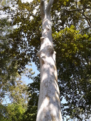 Platanus mexicana